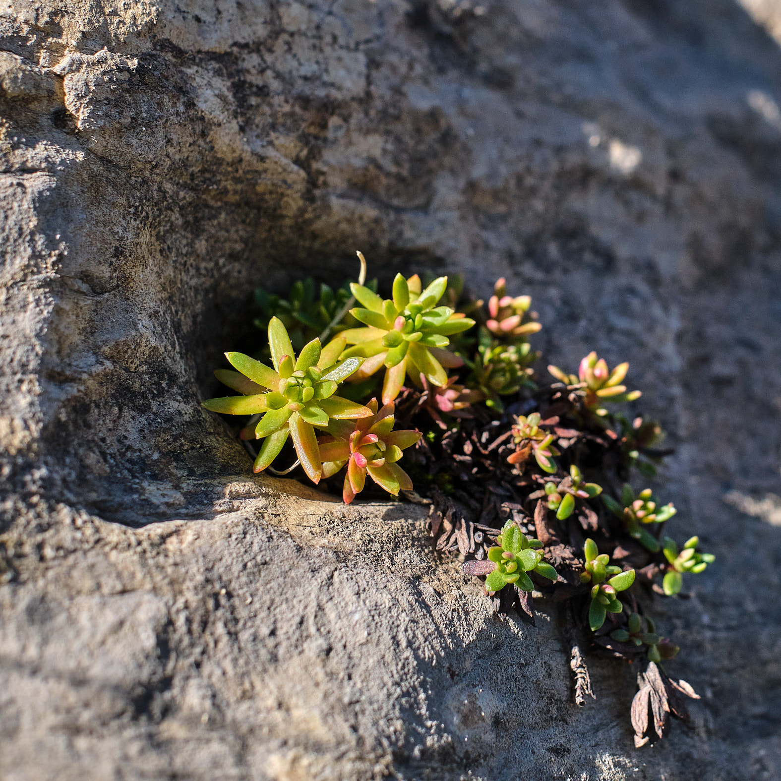 21 10 10 xt3  DSF3199