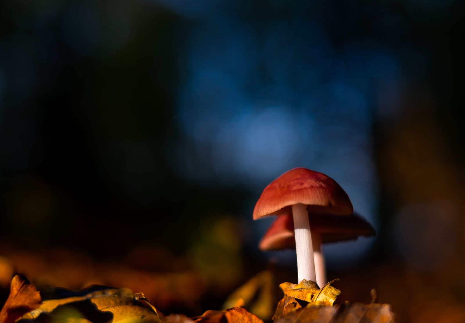 2014 11 01 XT1 10072.1600