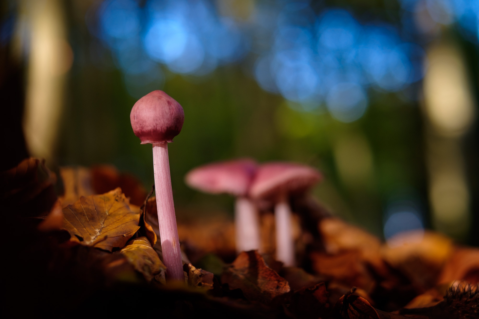 2014 11 01 XT1 10149.1600